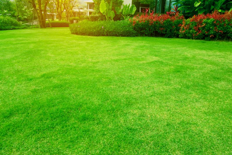 Healthy Green Lawns